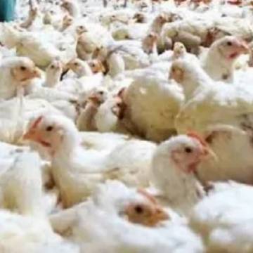 Chile suspendió importaciones avícolas argentinas