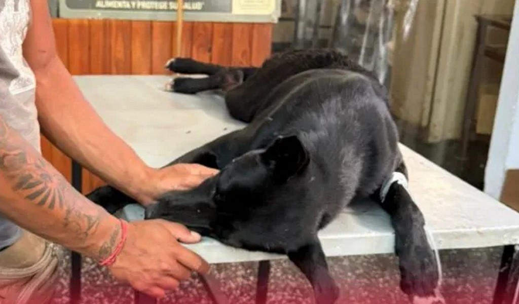 Apuñalaron a un perro que defendió a una mujer que era golpeada en Orán