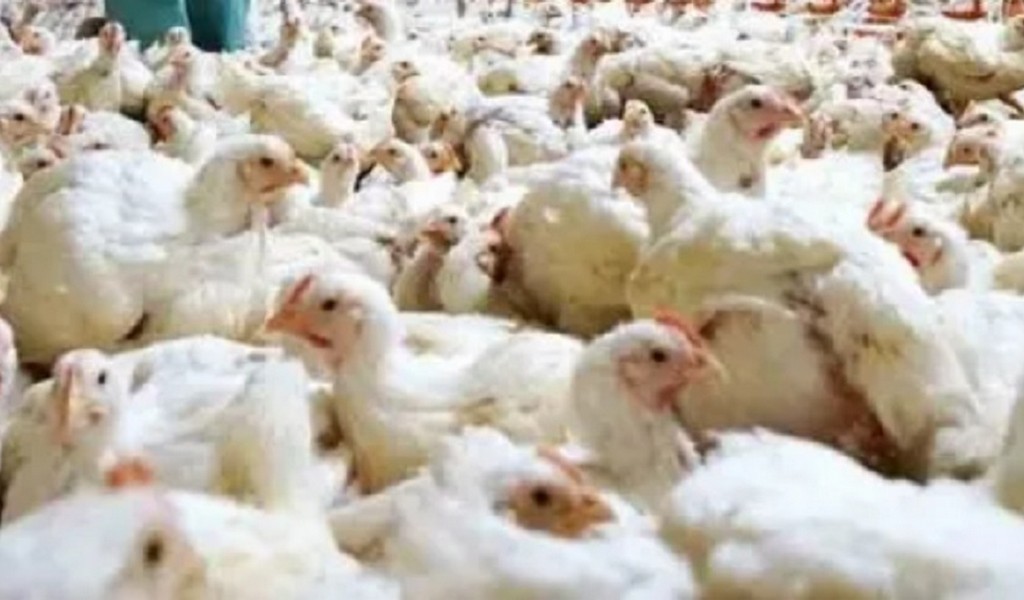 Chile suspendió importaciones avícolas argentinas